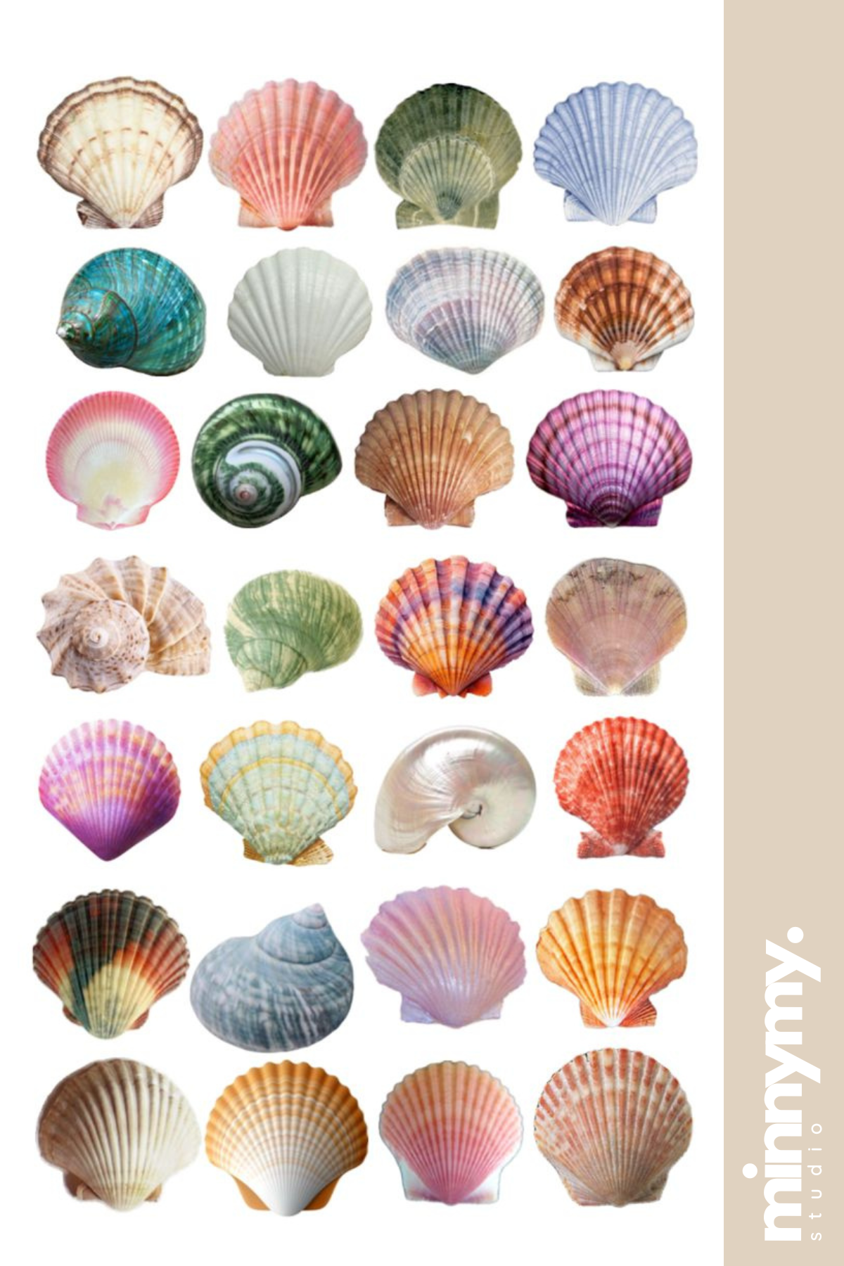 Seashell Collection Sticker, Etiket