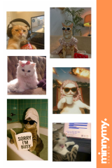 Funny Cat Sticker, Etiket