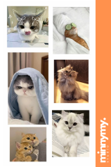 Funny Cat Sticker, Etiket